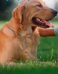 Pet Food Anaheim